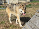 Un Chien-Loup Américain marchant sur un sur une surface herbacée et tirant la langue