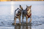 Deux Chien-Loup Américain jouant dans l'eau