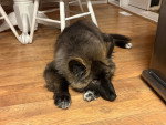 Un Chien-Loup Américain allongé sur un parquet