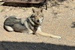 Un Chien-Loup Américain allongé sur un terrain pierreux