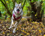 Un Chien-Loup Américain courant sur un terrain jonchés de feuilles mortes