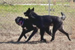 Deux Chien-Loup Américain marchant sur un terrain herbeux