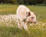 Un Chien-Loup Américain marchant sur une surface herbacée