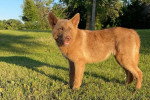Un Chien-Loup Américain sur un terrain herbeux