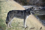 Un Chien-Loup Américain sur une surface herbacée