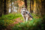 Un Chien-Loup Américain sur une surface herbacée