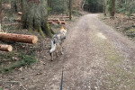 Un Chien-Loup Américain marchant sur un sentier