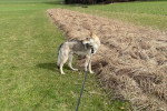 Un Chien-Loup Américain tenu en laisse dans l'herbe 