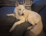 Un Chien-Loup Américain allongé sur un canapé