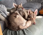 Deux Chien-Loup Américain allongés sur un canapé