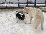 Un Chien-Loup Américain jouant sur une surface enneigée avec un autre chien