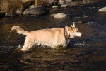 Un Chien-Loup Américain marchant dans l'eau et portant un collier autour du cou