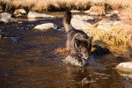 Un Chien-Loup Américain courant dans l'eau