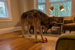 Un Chien-Loup Américain dans un appartement