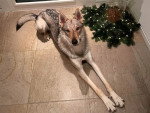 Un Chien-Loup Américain allongé et regardant vers la caméra