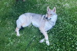 Un Chien-Loup Américain allongé sur un terrain herbeux