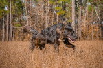Un Chien-Loup Américain courant sur un terrain herbeux