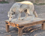 Un Chien-Loup Américain sur une table en bois