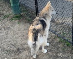 Un Chien-Loup Américain admirant le paysage à travers la grille