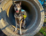 Un Chien-Loup Américain assis et regardant vers la caméra