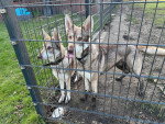 Deux Chien-Loup Américain dans une cage et portant une ceinture autour du cou
