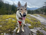 Un Chien-Loup Américain regardant vers la caméra et tirant la langue