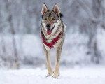 Un Chien-Loup Américain marchant sur une surface enneigée
