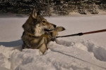 Un Chien-Loup Américain allongé et tenu en laisse sur une surface enneigée