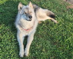 Un Chien-Loup Américain allongé sur un terrain herbeux