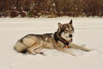 Un Chien-Loup Américain allongé sur une surface enneigée