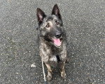 Un Chien-Loup Américain assis sur une surface bétonnée et ayant la gueule ouverte