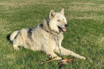 Un Chien-Loup Américain allongé sur une surface herbacée