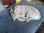 Un Chien-Loup Américain allongé sur un coussin