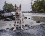 Un Chien-Loup Américain regardant vers la caméra et portant un collier autour du cou