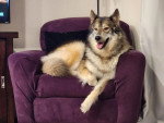 Un Chien-Loup Américain allongé sur un fauteuil