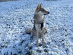 Un Chien-Loup Américain assis sur une surface enneigée