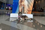 Un Chien-Loup Américain allongé et regardant vers la caméra