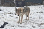 Un Chien-Loup Américain dans la neige