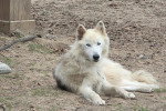 Un Chien-Loup Américain allongé ert regardant vers la caméra