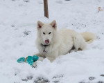 Un Chien-Loup Américain allongé sur une surface enneigée