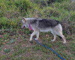 Un Chien-Loup Américain marchant sur une surface herbacée