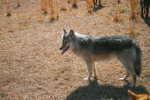 Chien-Loup Américain sur un terrain herbeux