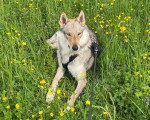 Un Chien-Loup Américain allongé dans l'herbe