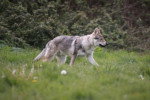 Un Chien-Loup Américain  marchant sur un terrain herbeux