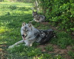 Deux Chien-Loup Américain allongés sur un terrain herbeux