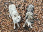 Deux  Chien-Loup Américain  regardant vers la caméra