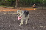Un Chien-Loup Américain marchant sur un terrain pierreux et portant un foulard autour du cou