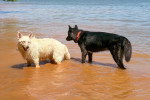 Deux Chien-Loup Américain  dans l'eau 