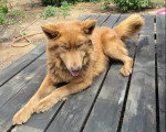 Un Chien-Loup Américain allongé sur un plancher en bois 