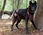 Un Chien-Loup Américain posant près d'un arbre